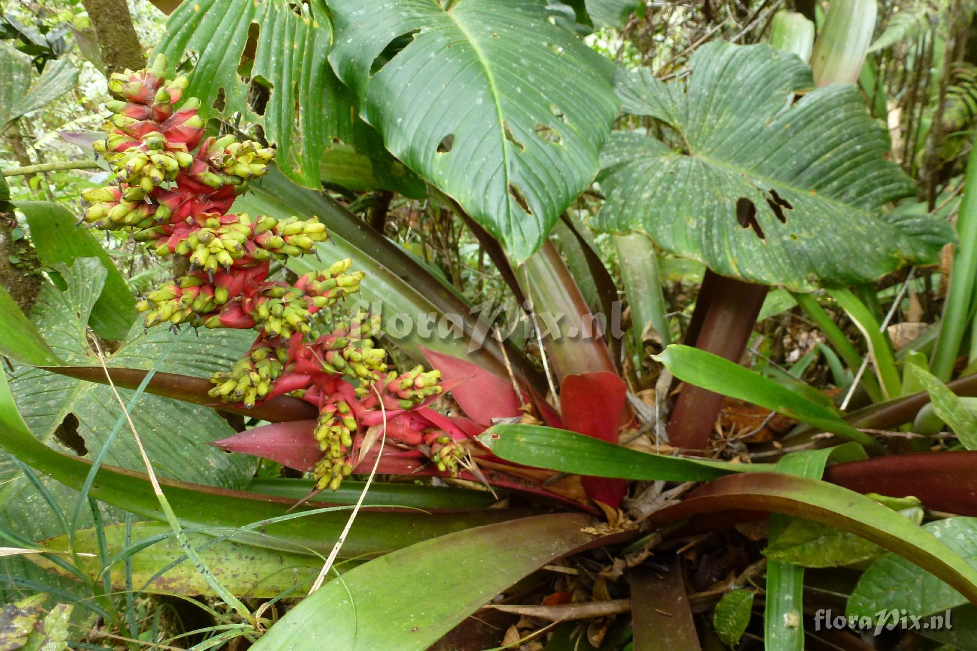 Guzmania testudinis ?