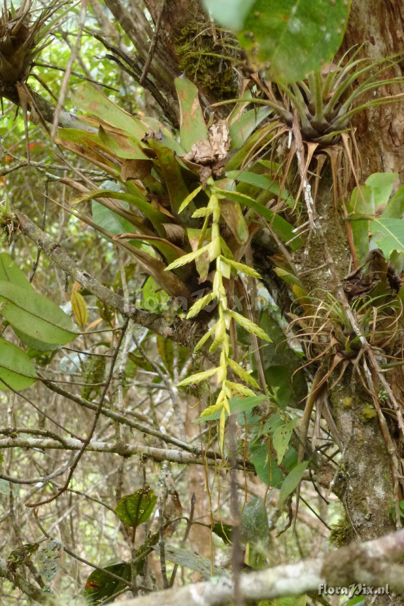 Tillandsia sp