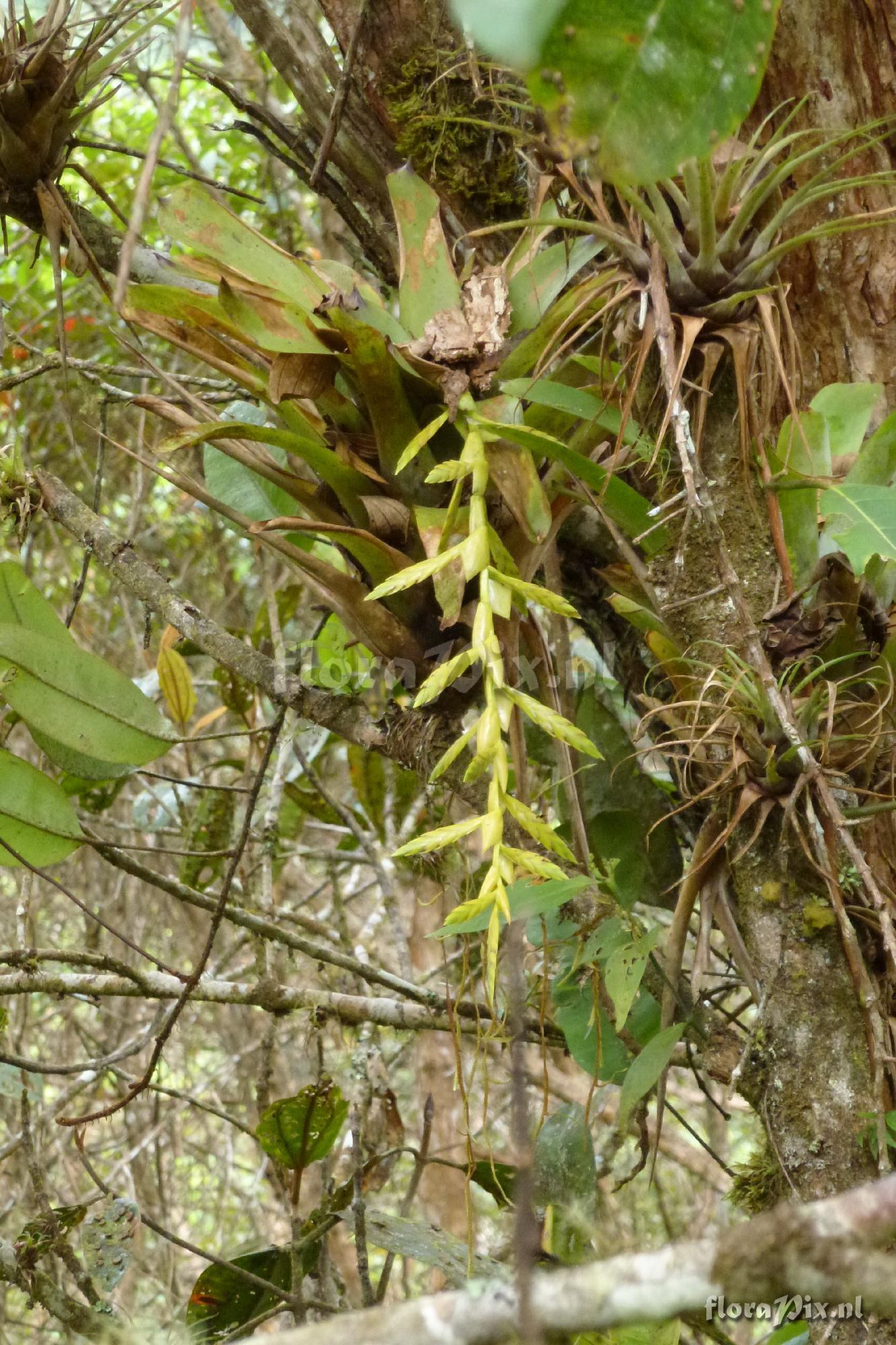 Tillandsia sp. ?