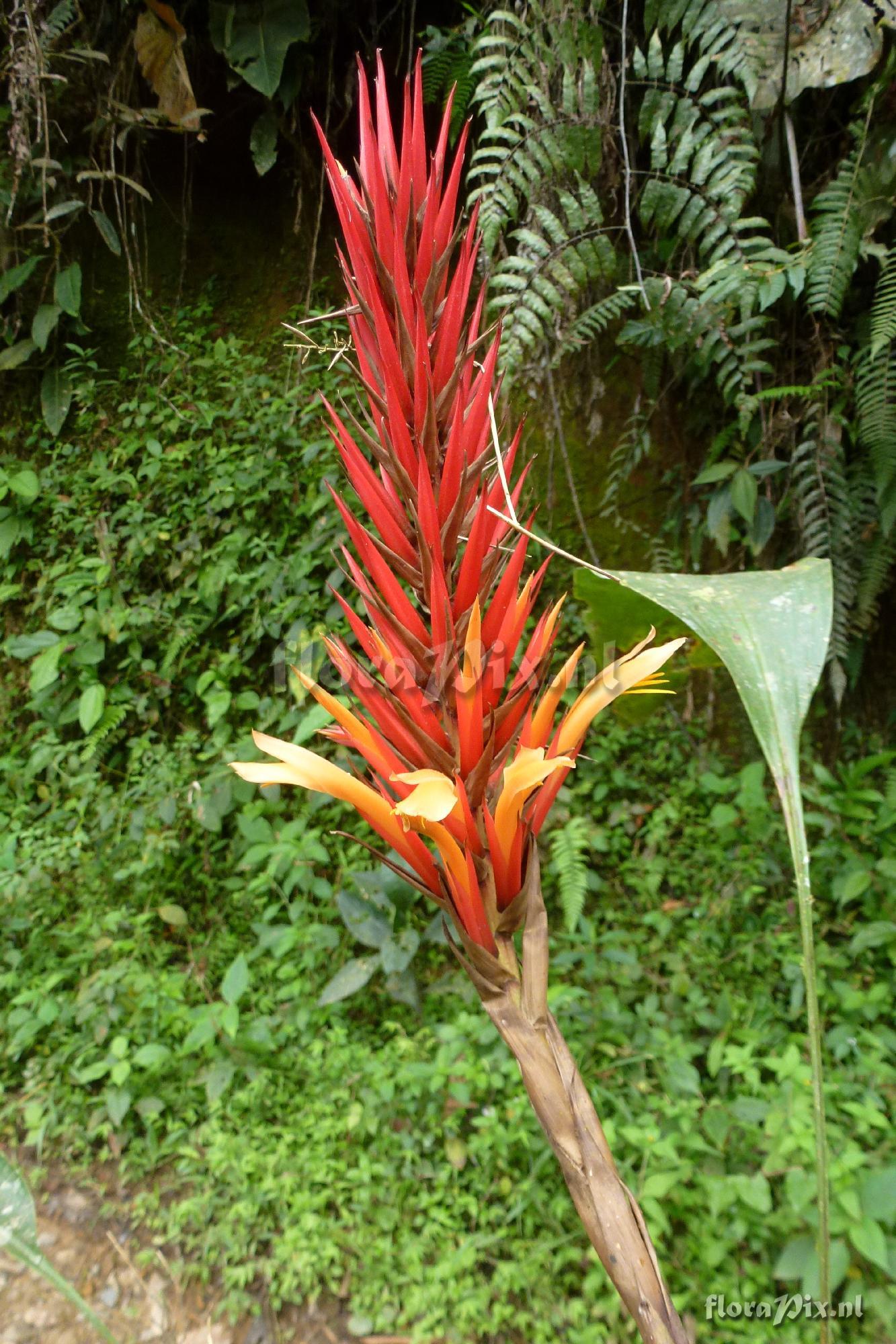 Pitcairnia sp