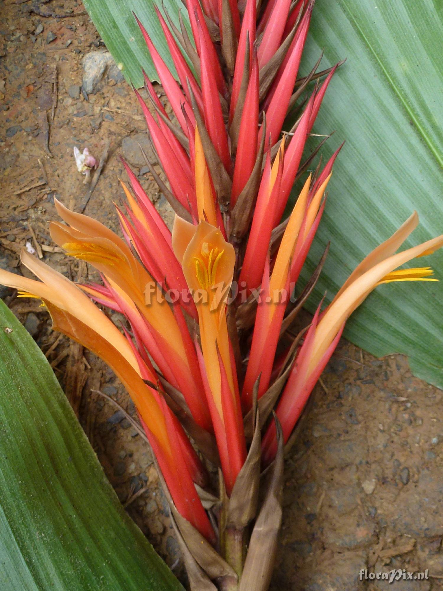 Pitcairnia sp