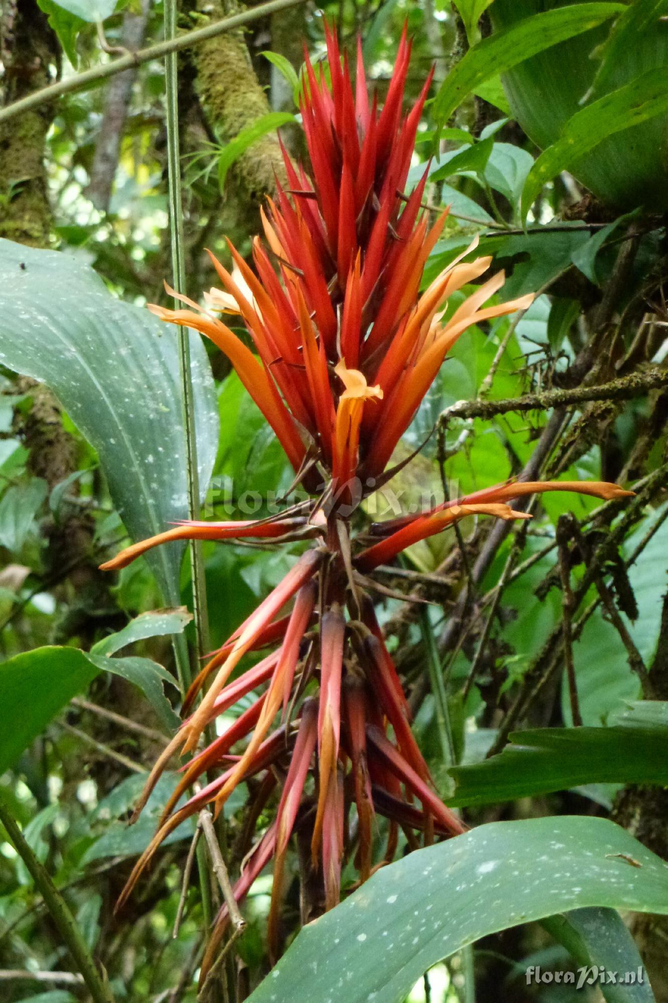 Pitcairnia sp