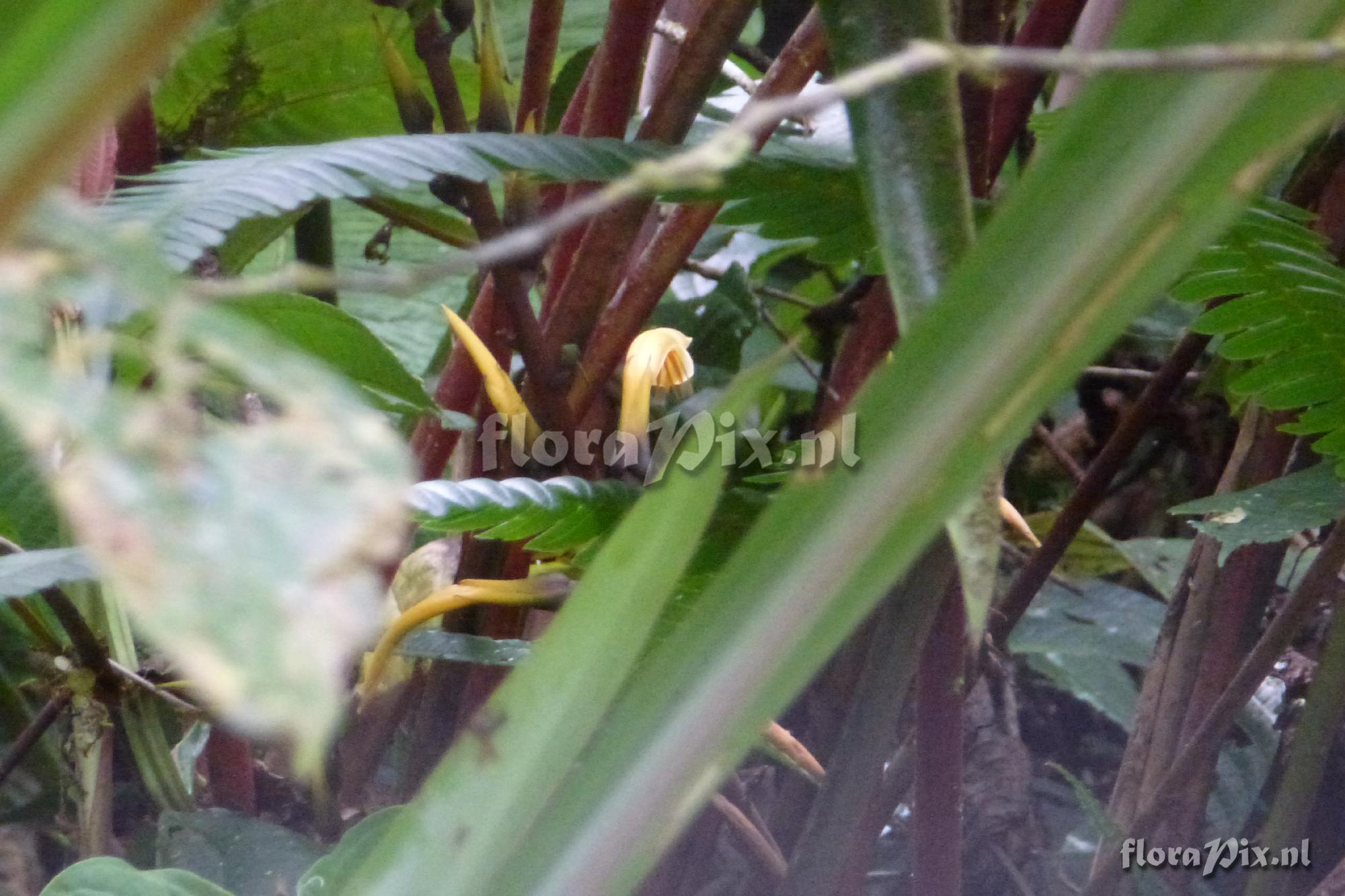 Pitcairnia sp