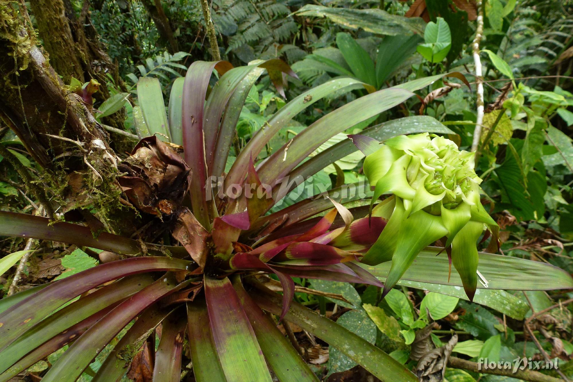 Guzmania sp