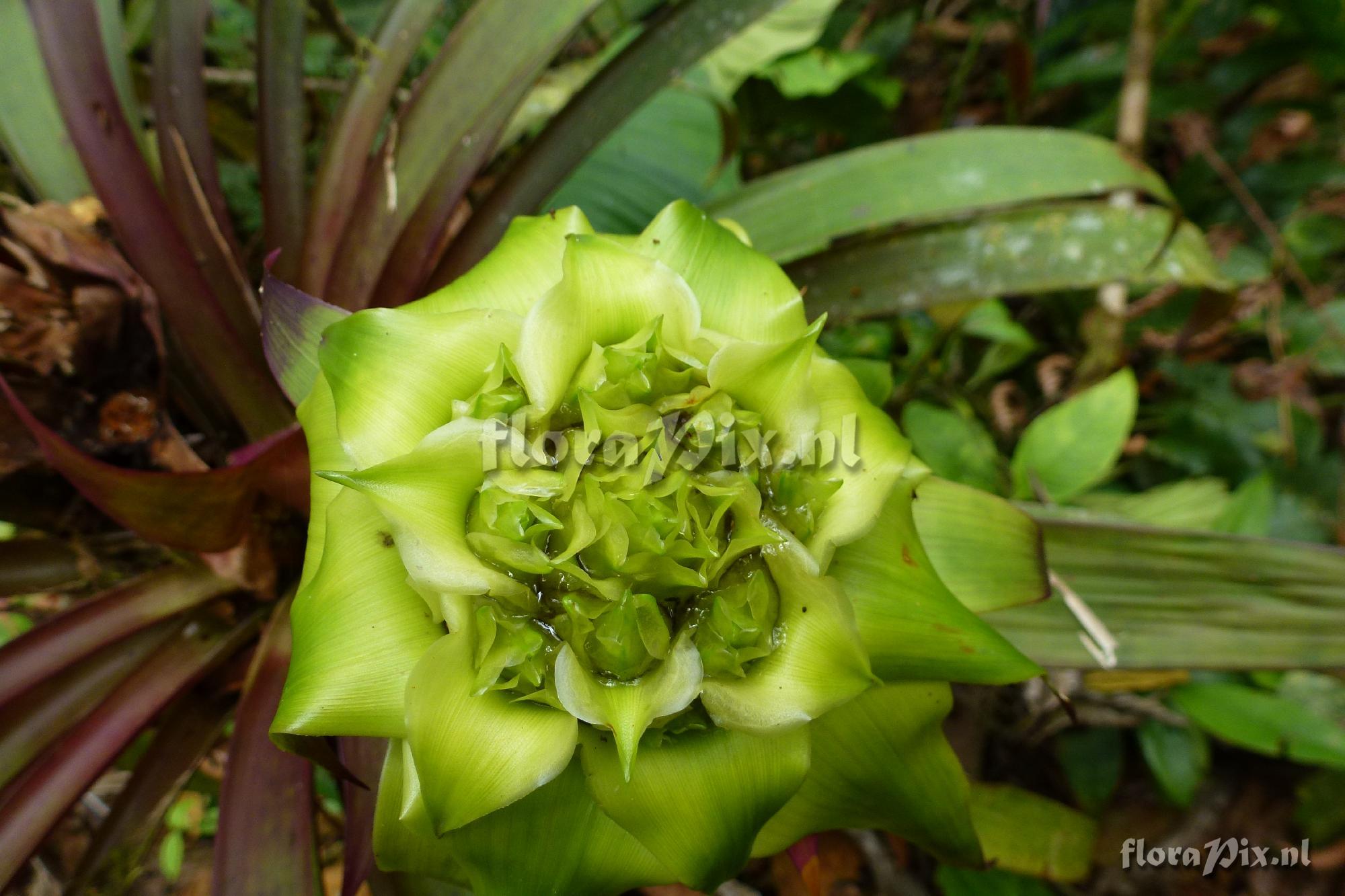 Guzmania sp