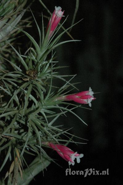 Tillandsia tenuifolia