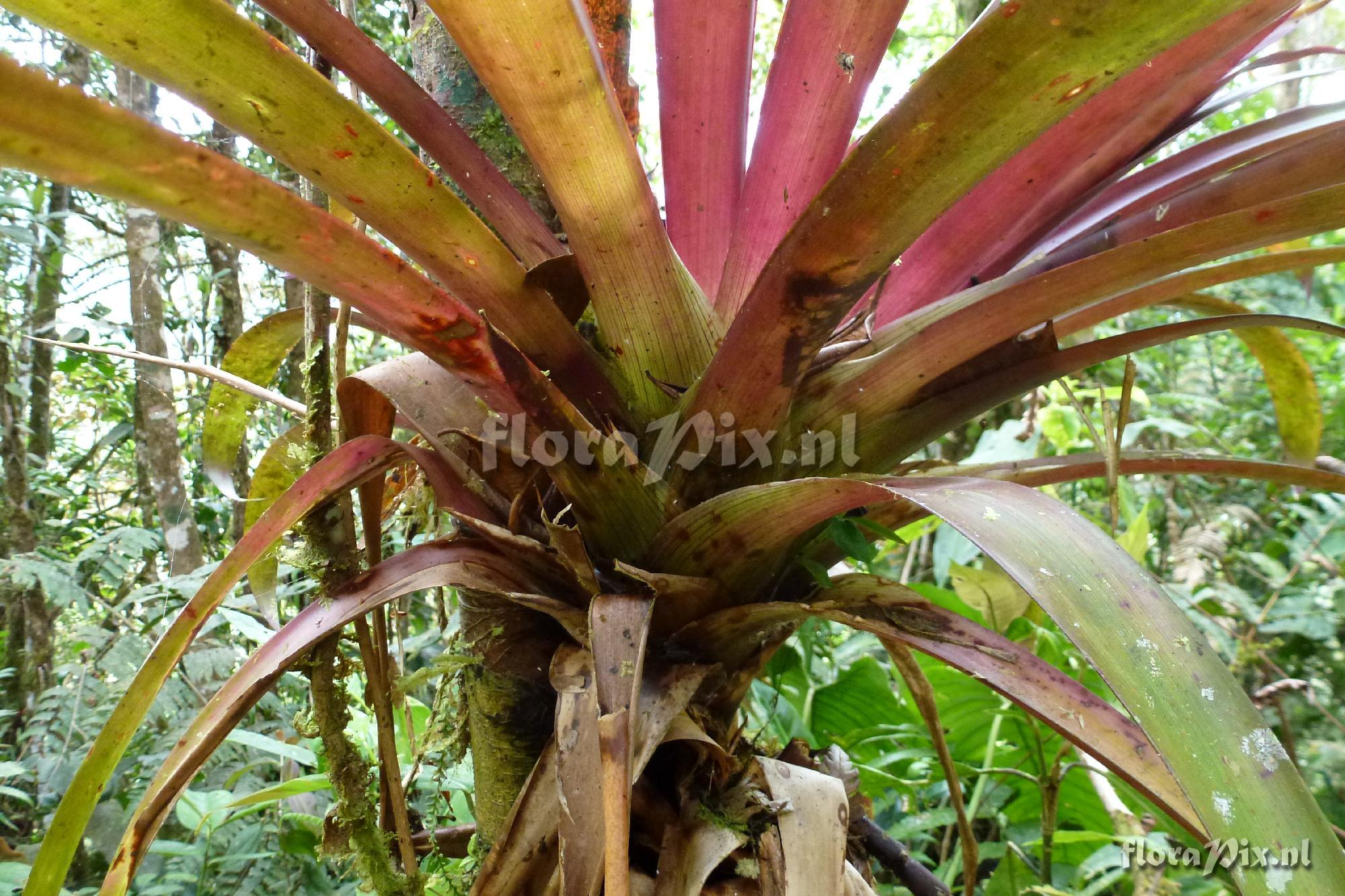 Guzmania sp