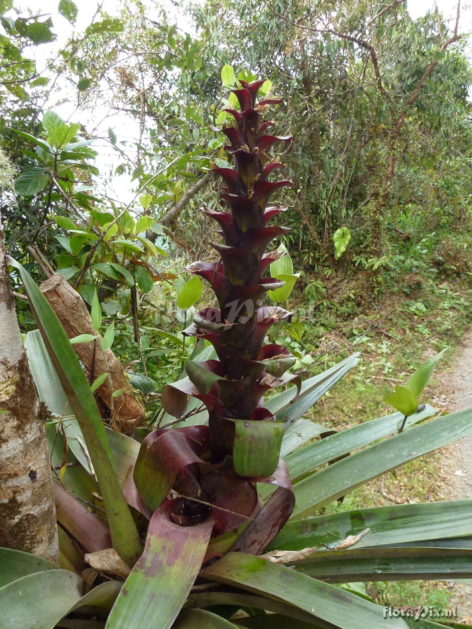 Guzmania pseudospectabilis