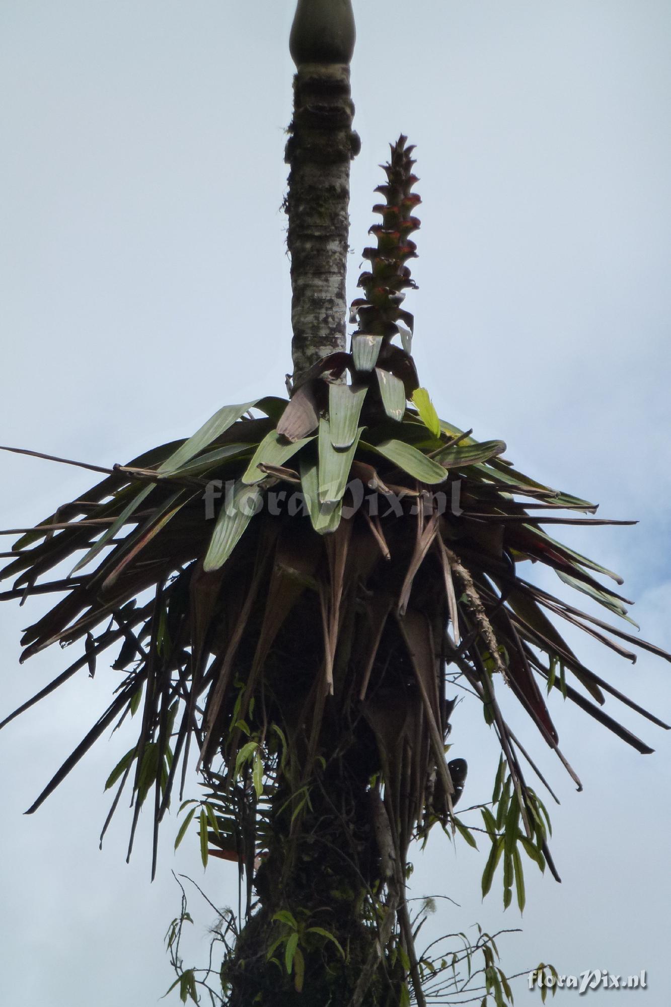 Guzmania pseudospectabilis