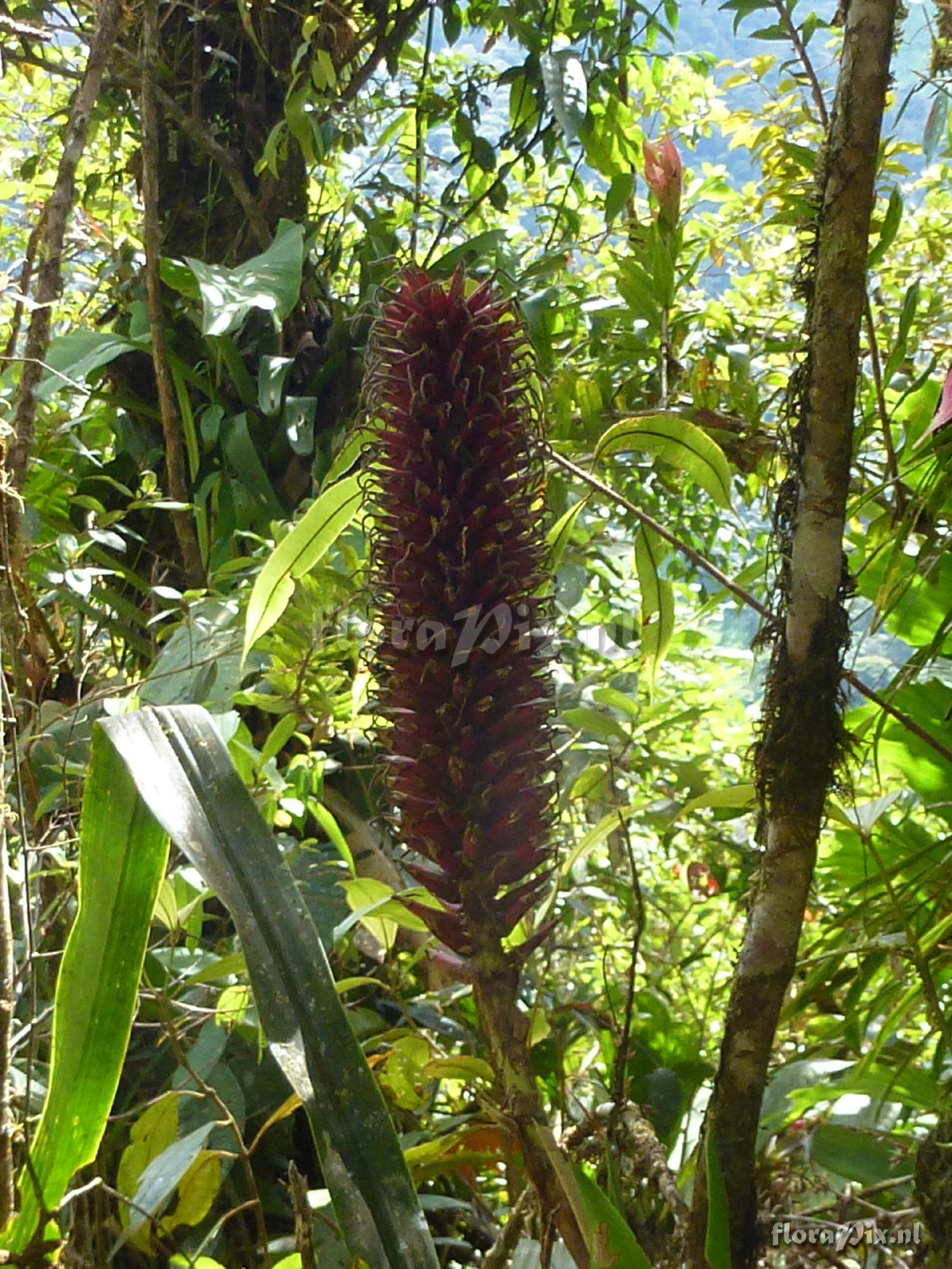 Pitcairnia sp