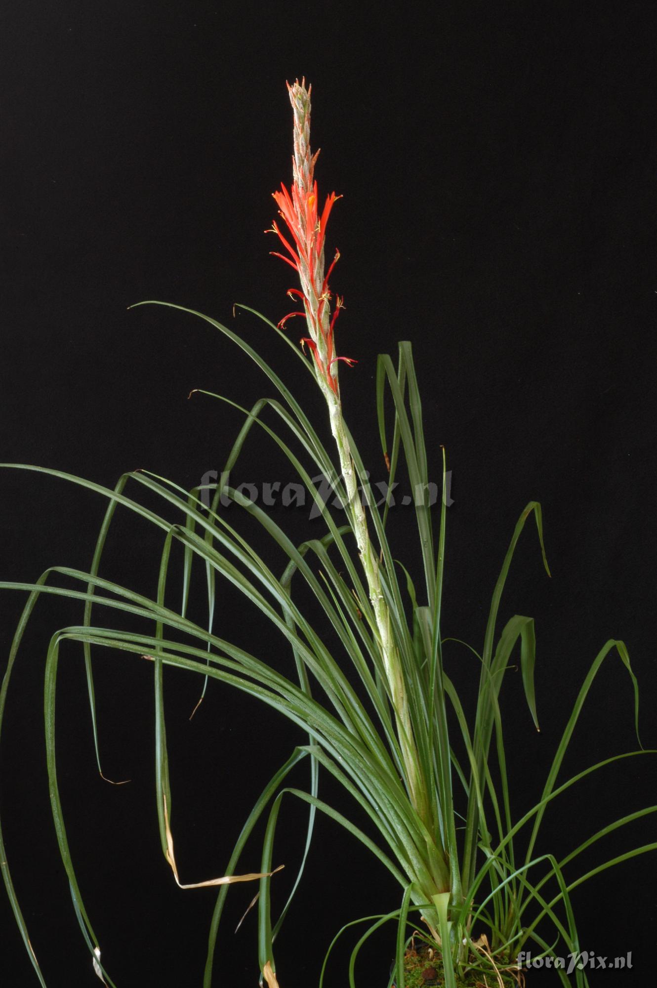 Pitcairnia calderonii