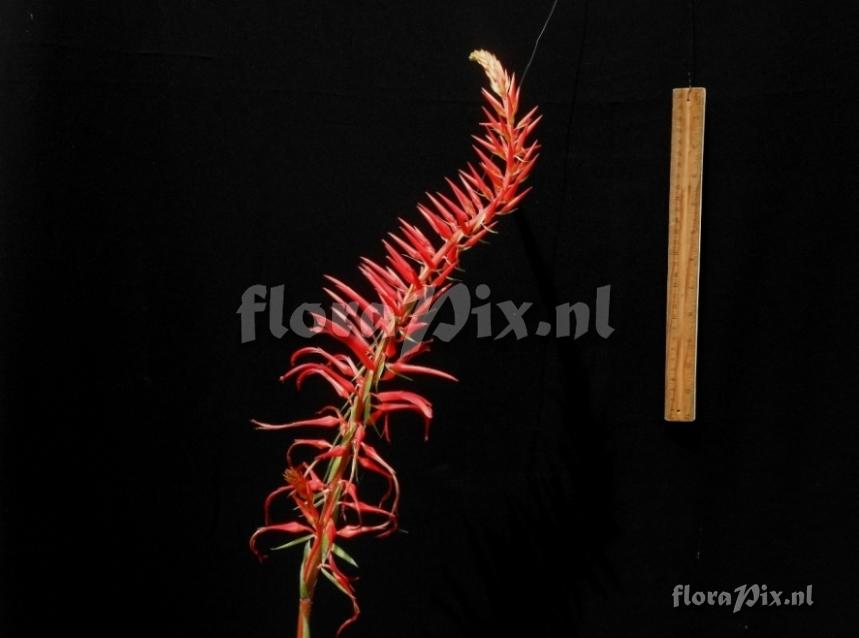 Pitcairnia sp
