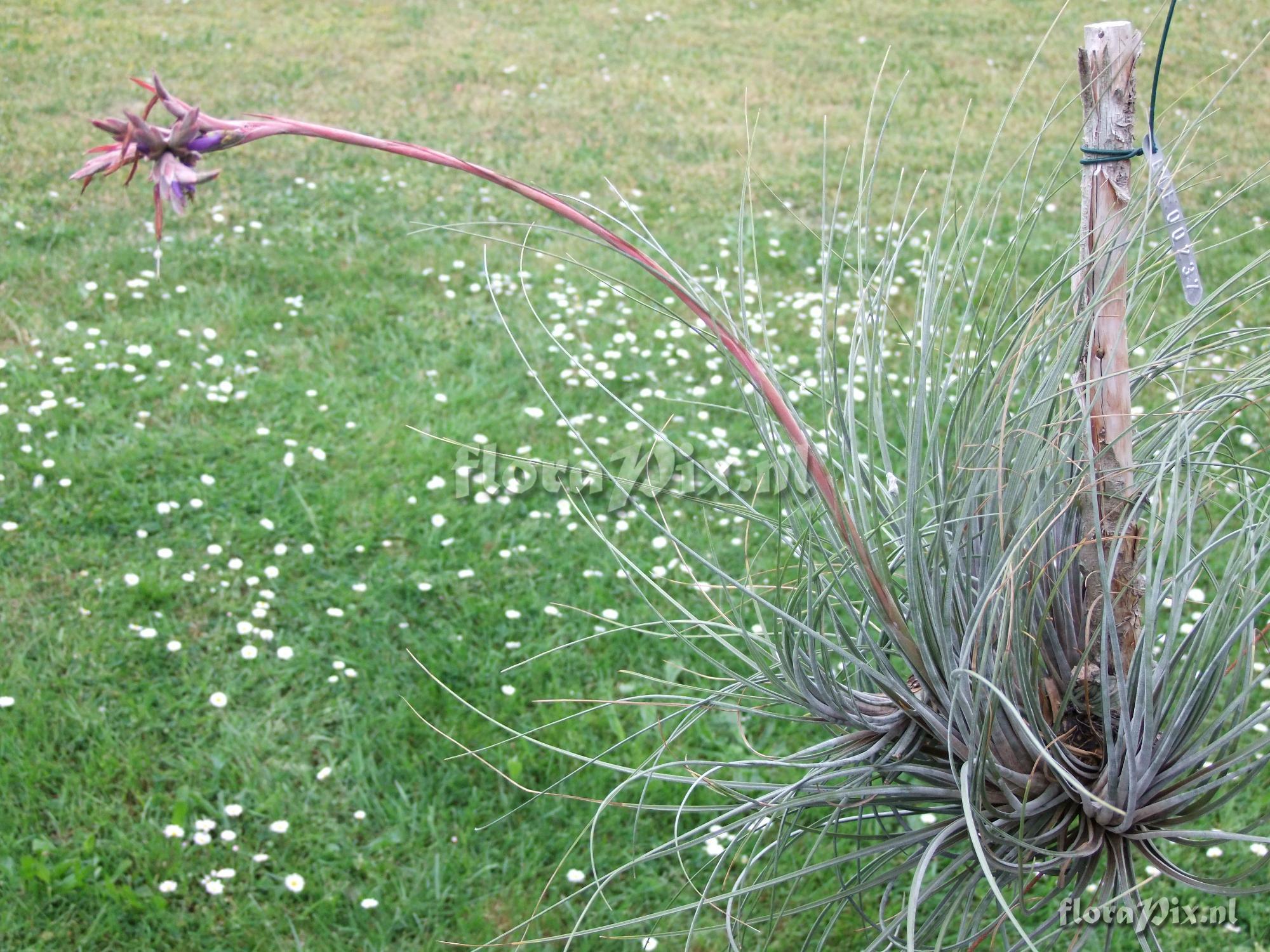 Tillandsia cf. juncea