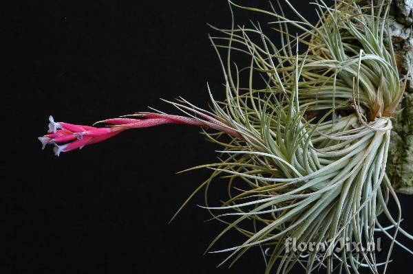 Tillandsia tenuifolia var. tenuifolia