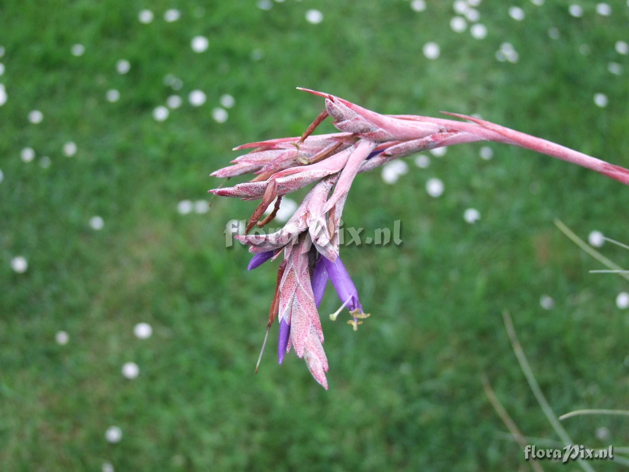 Tillandsia cf. juncea