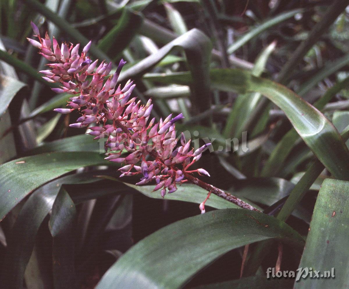 Aechmea fendleri