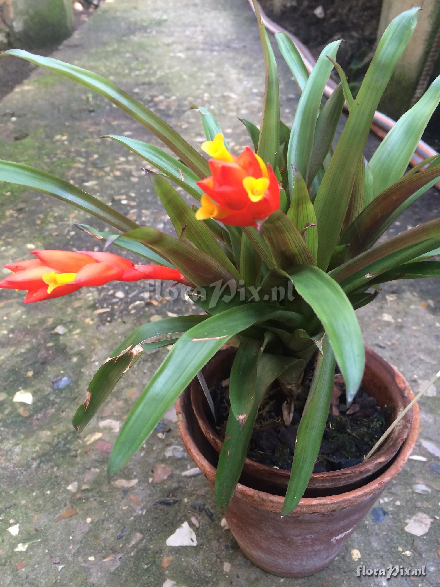 Guzmania berteroniana