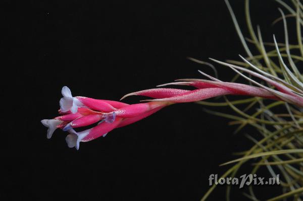 Tillandsia tenuifolia var. tenuifolia