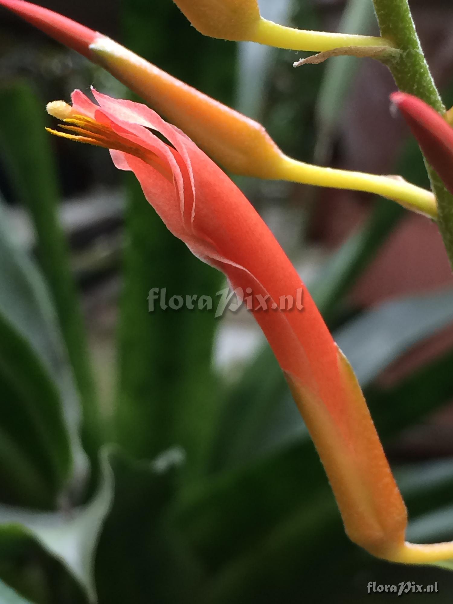 Pitcairnia spec.
