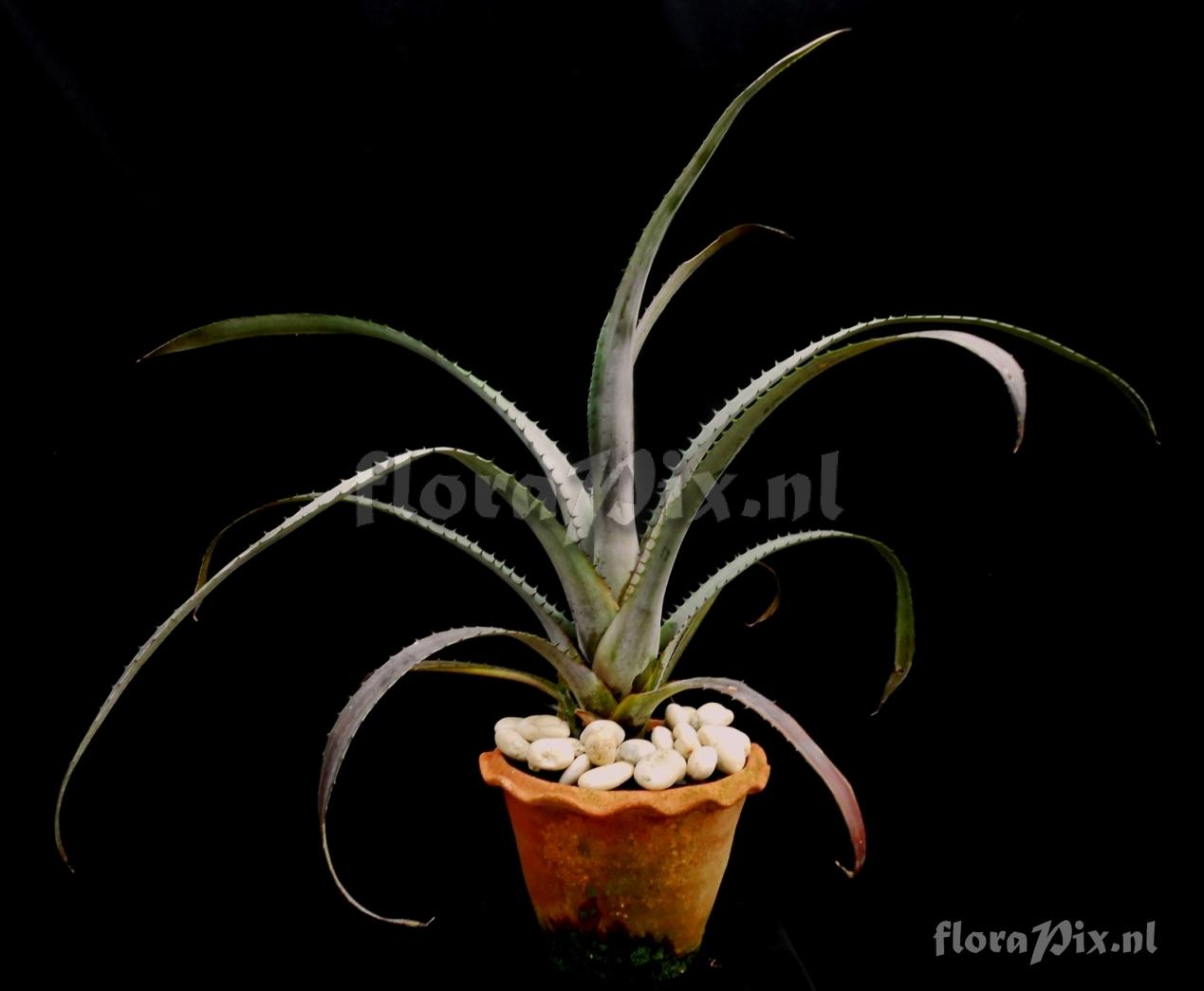 Aechmea sp