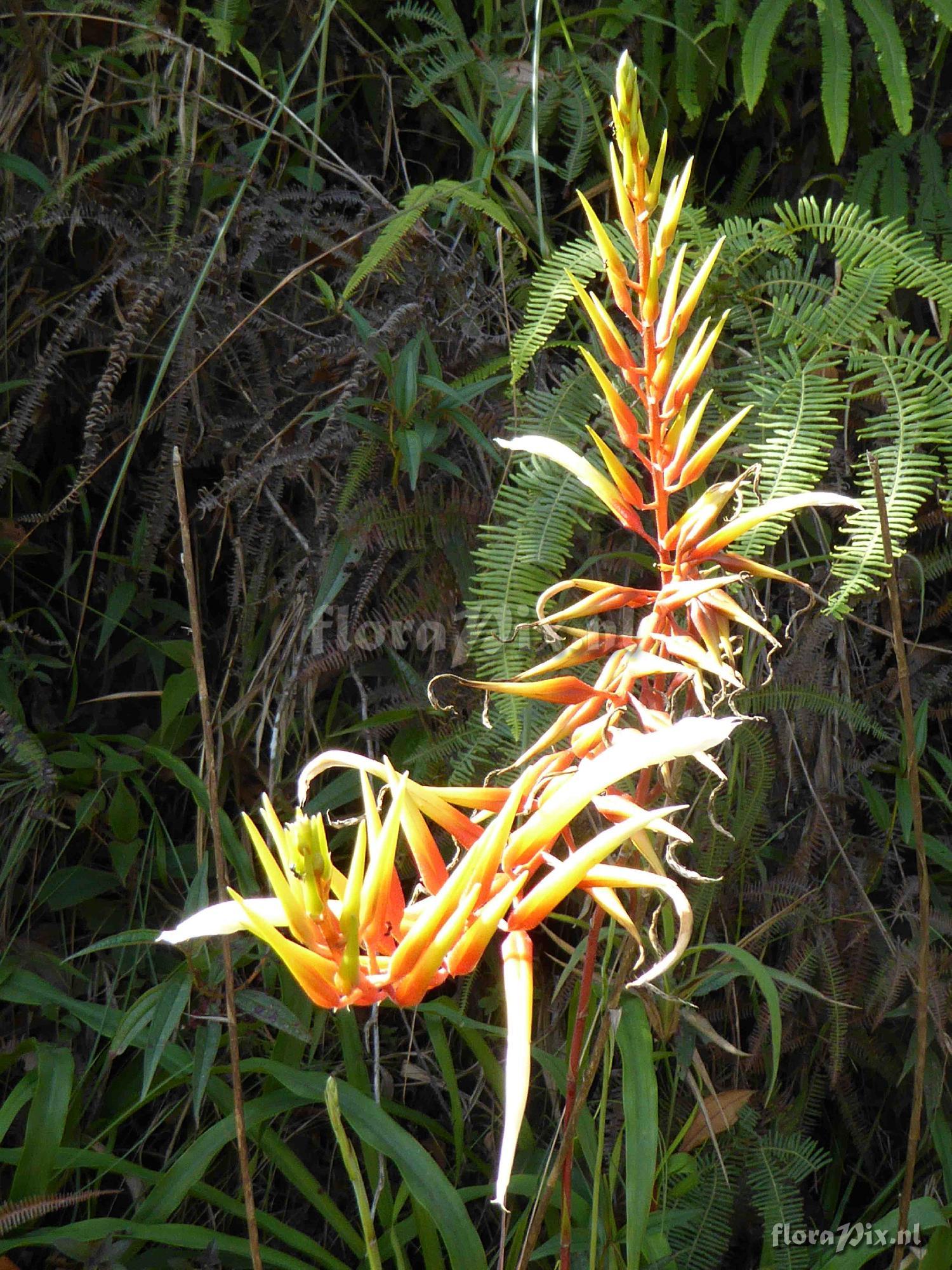 Pitcairnia sp