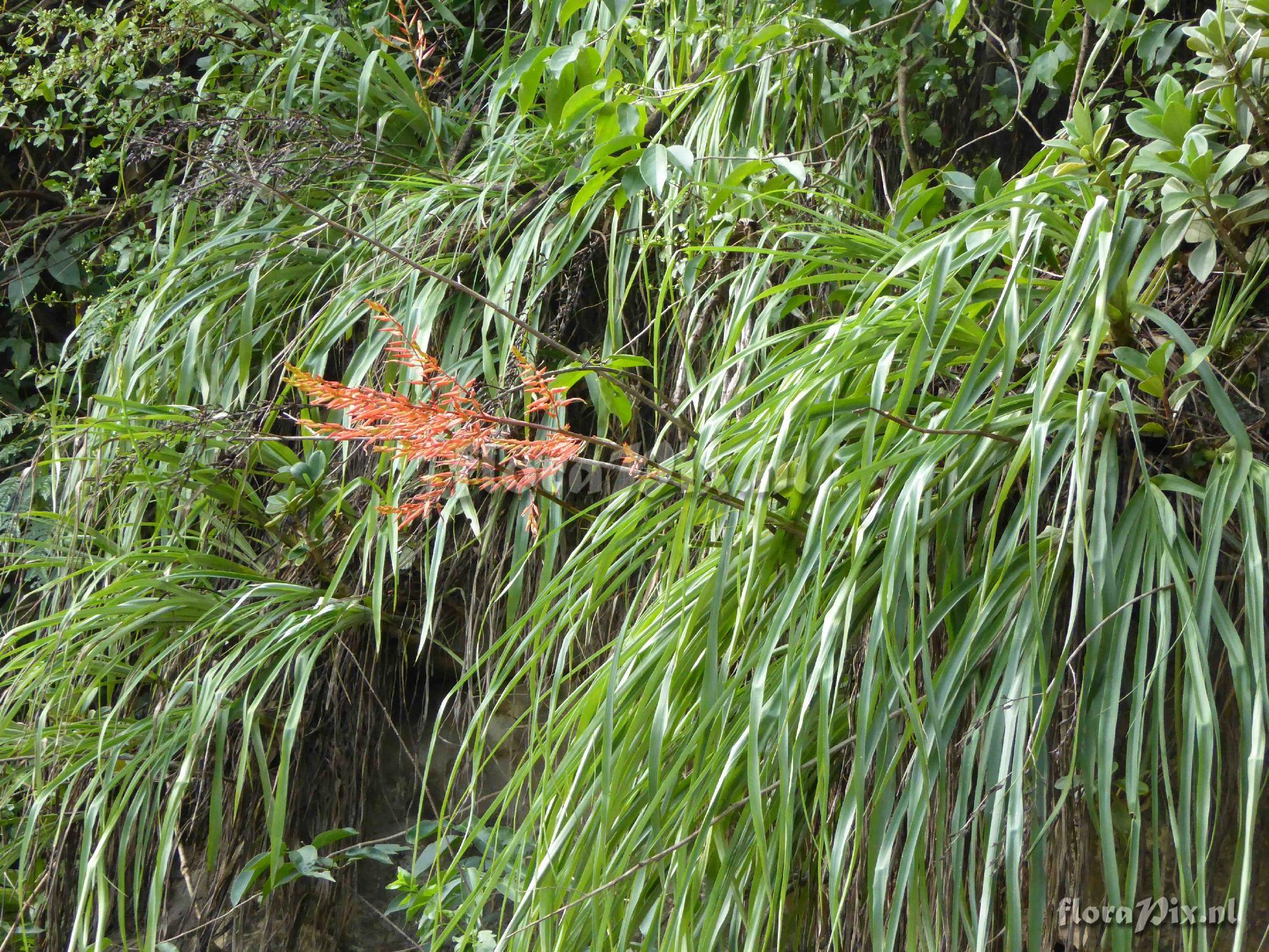Pitcairnia sp