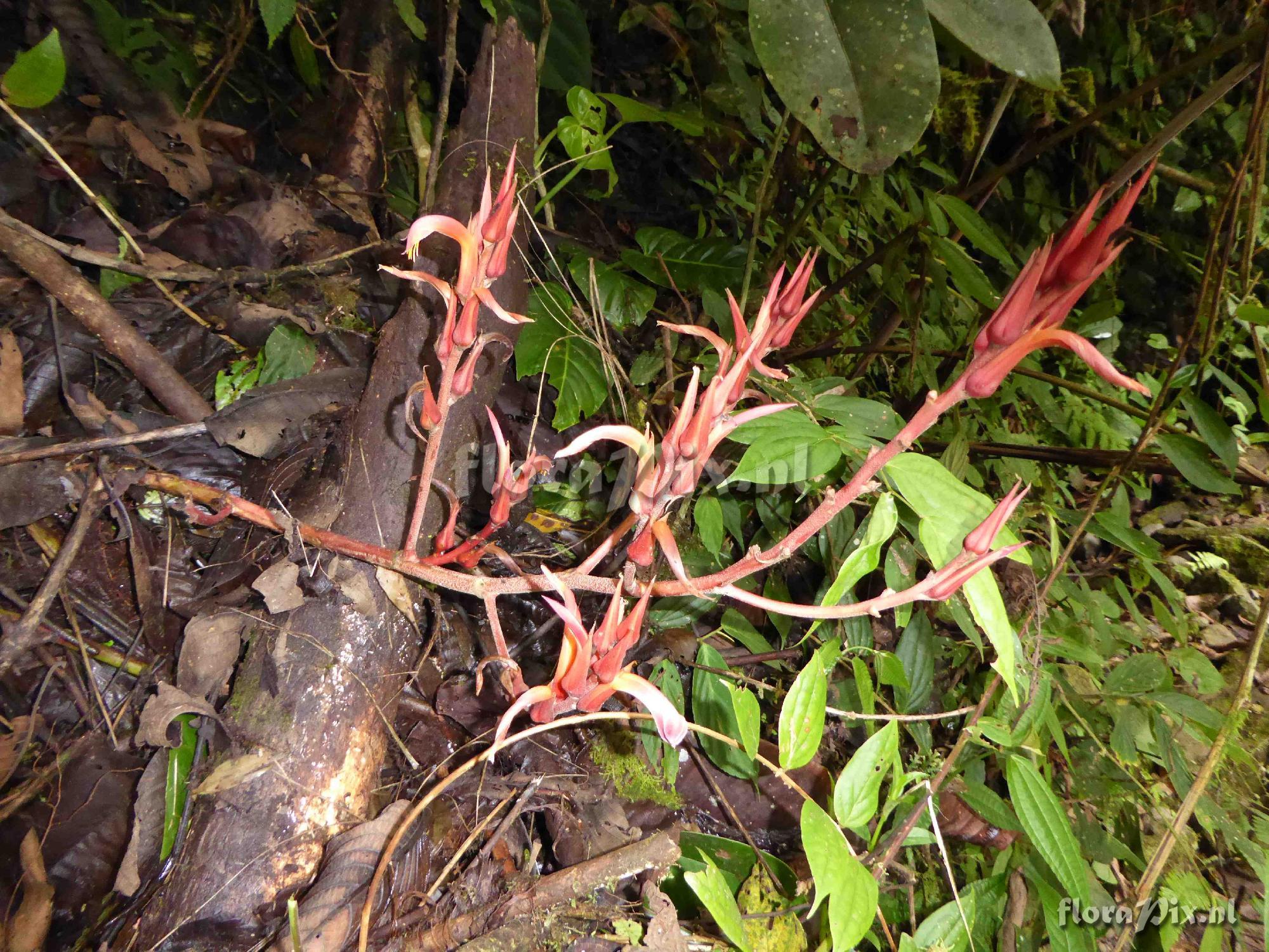 Pitcairnia sp