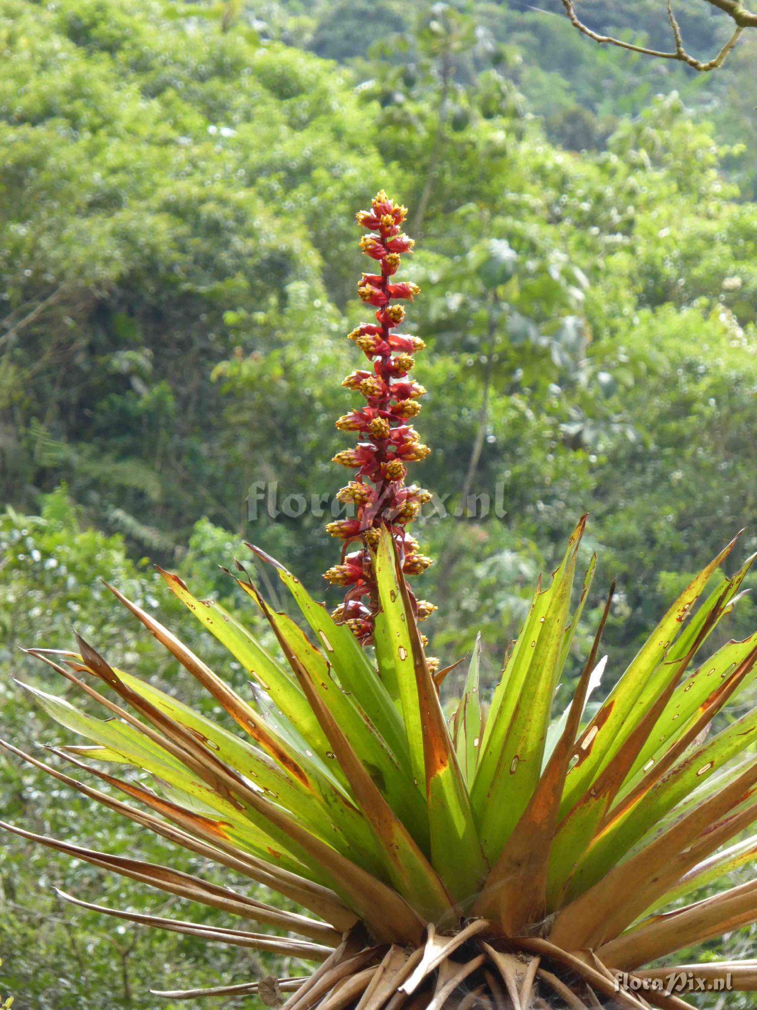 Mezobromelia sp ?