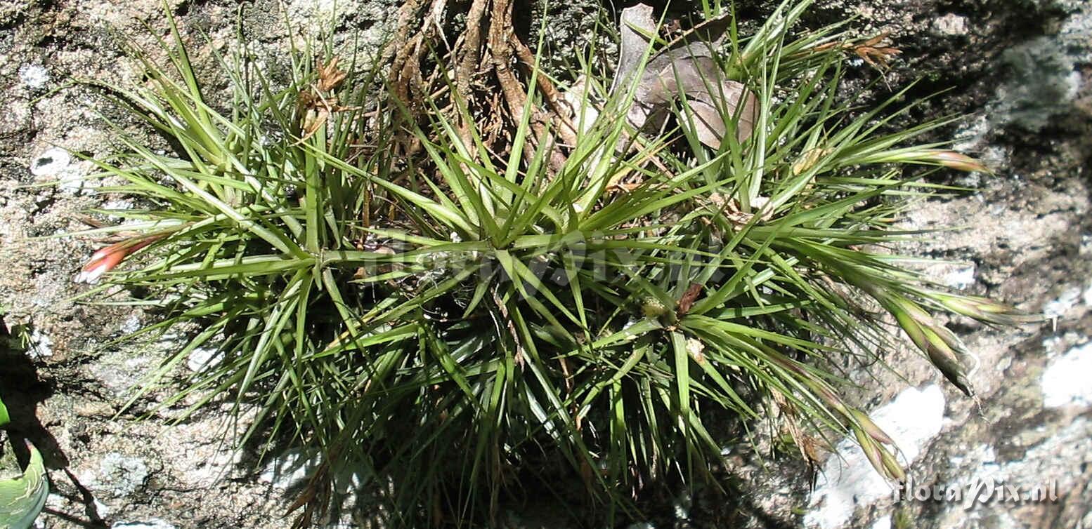 Tillandsia tenuifolia var. tenuifolia