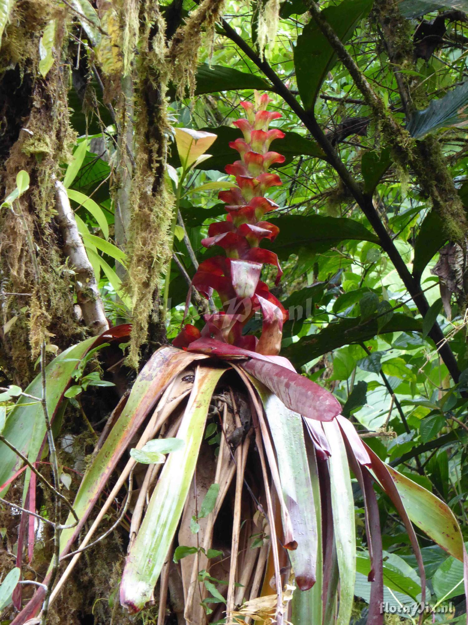 Guzmania pseudospectabilis