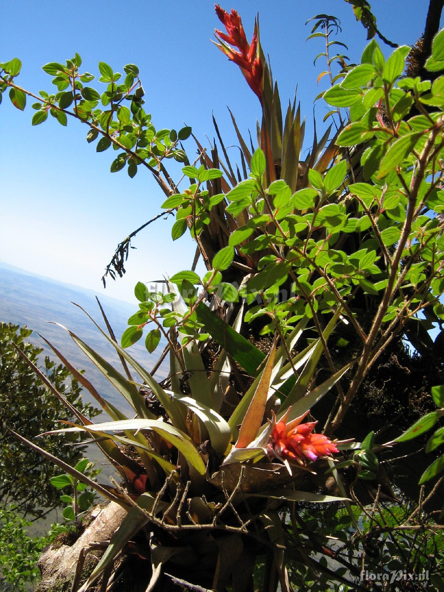 Tillandsia turneri