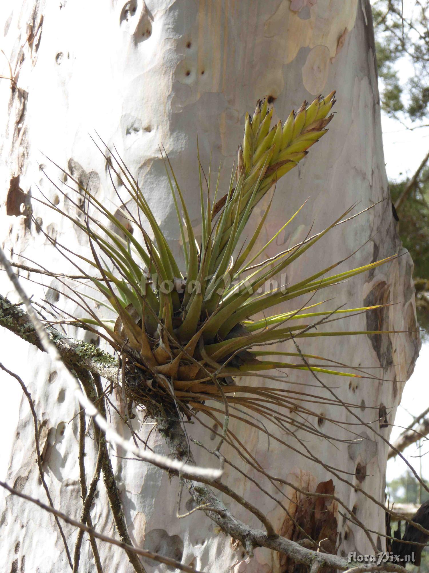 Tillandsia sp
