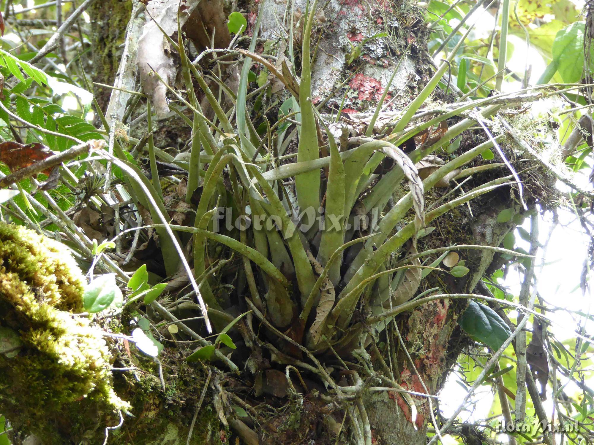 Tillandsia sp