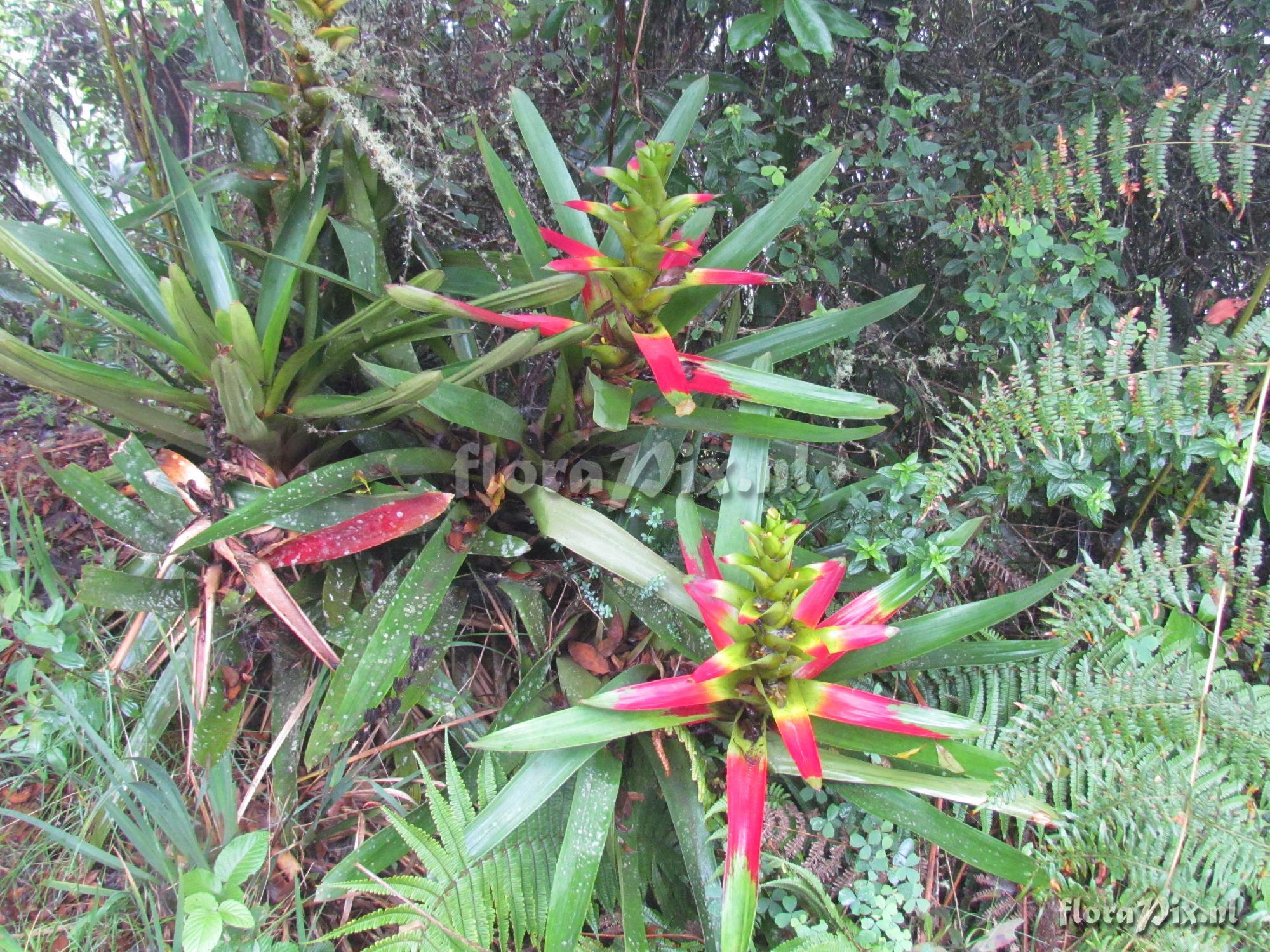 Guzmania squarrosa