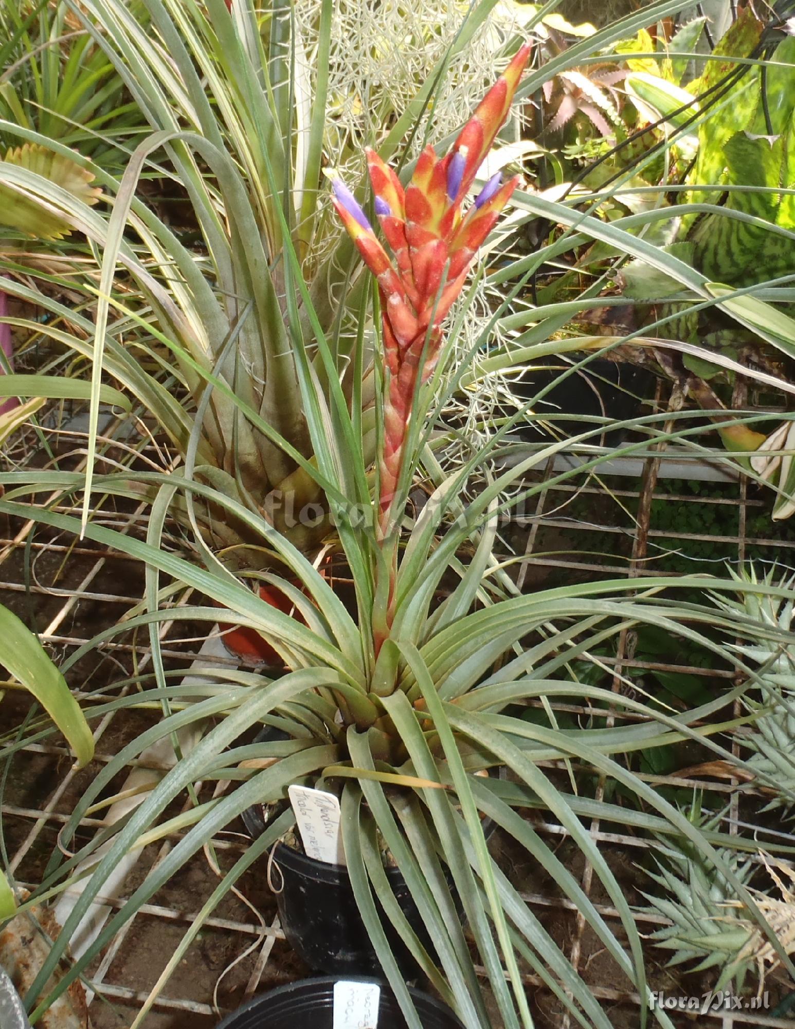 Tillandsia sp
