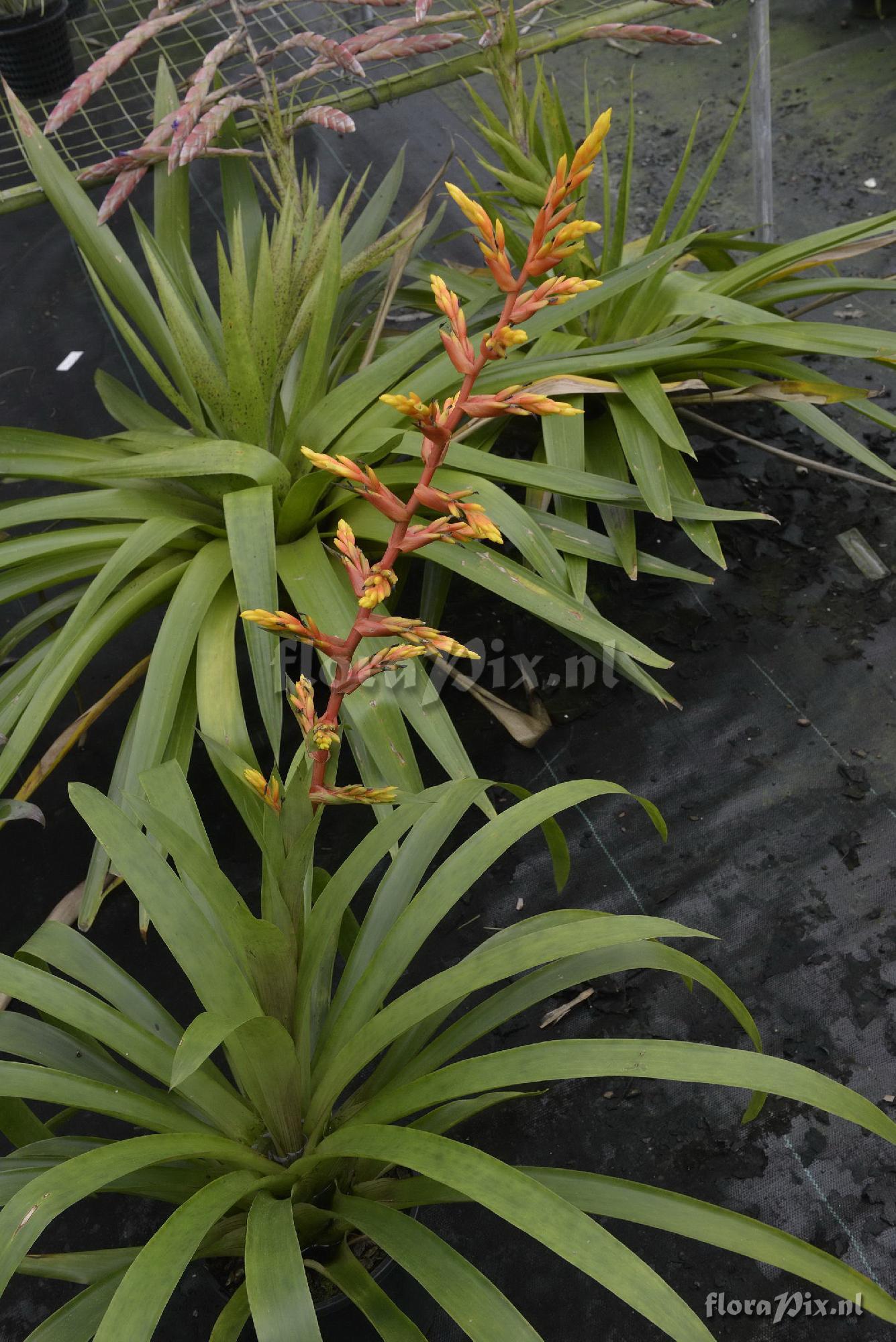 Guzmania 