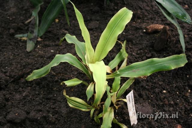 Cryptanthus acaulis var. viridis