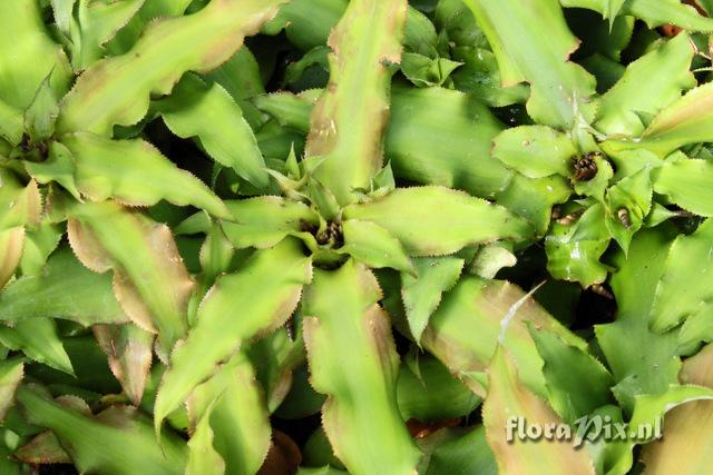 Cryptanthus acaulis var. argenteus