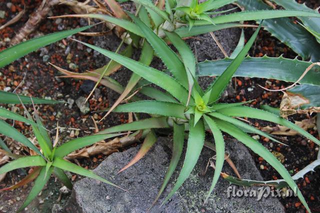 Cryptanthus bahianus