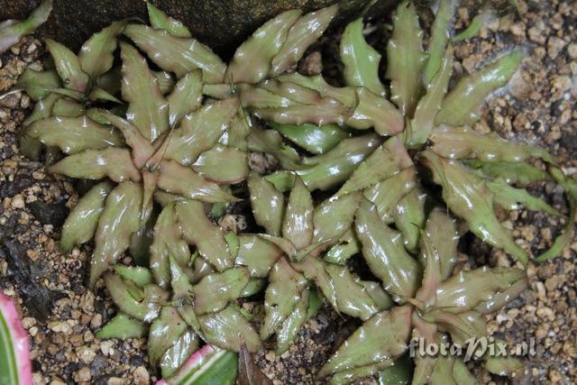 Cryptanthus praetextus