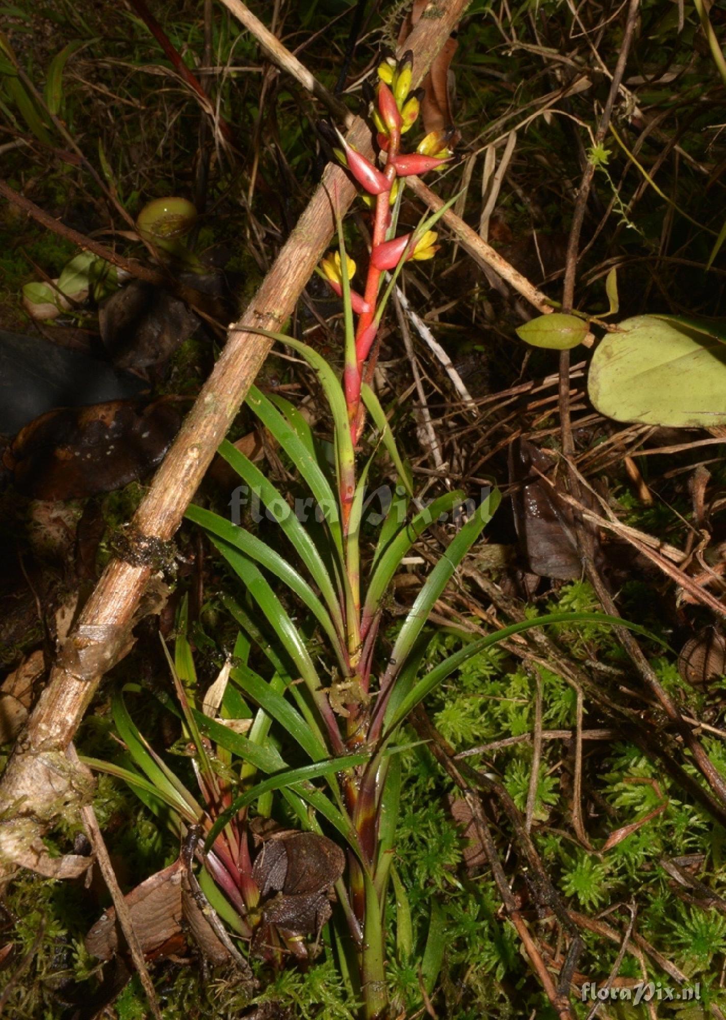 Guzmania sp.