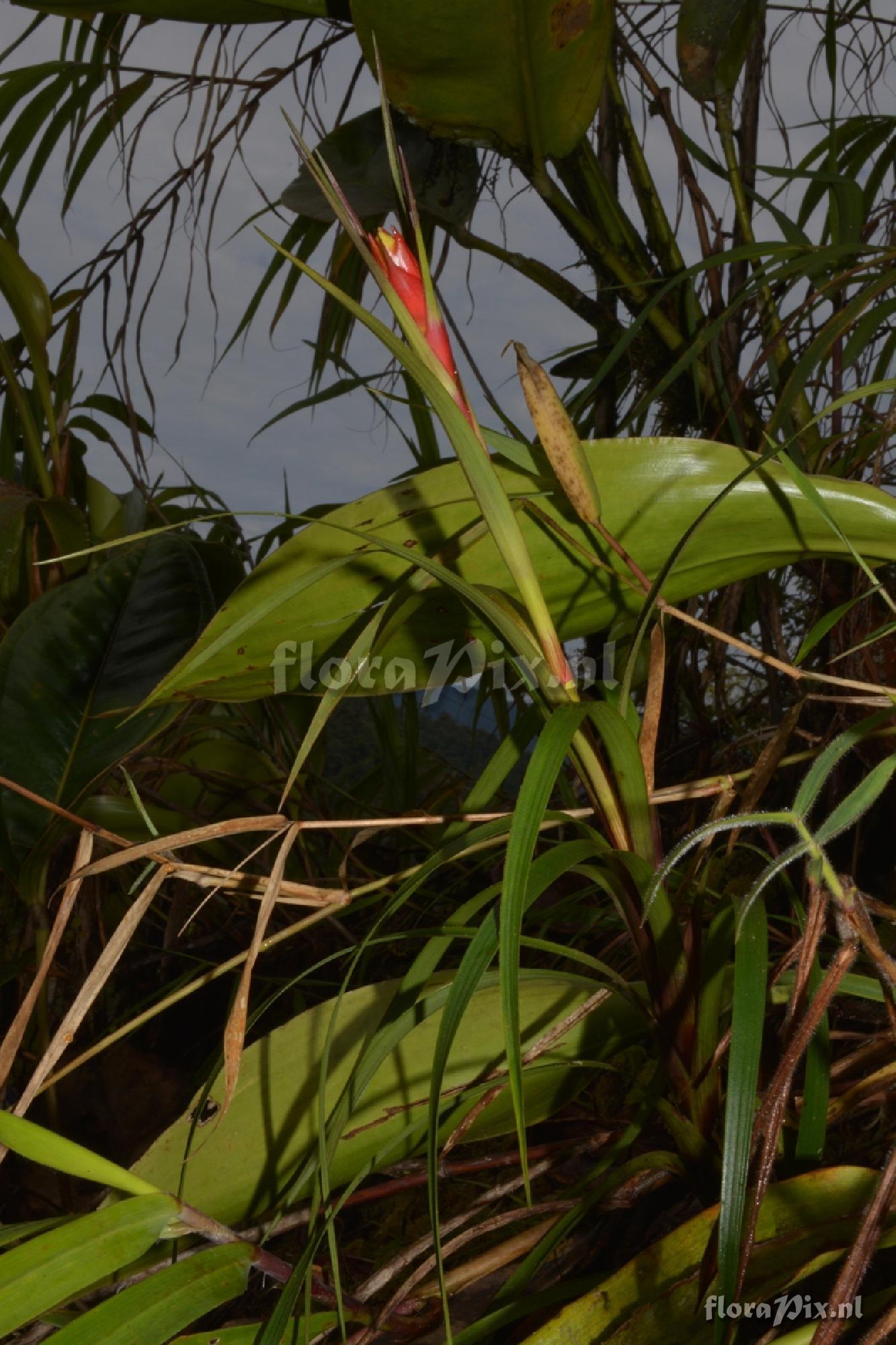 Guzmania sp.