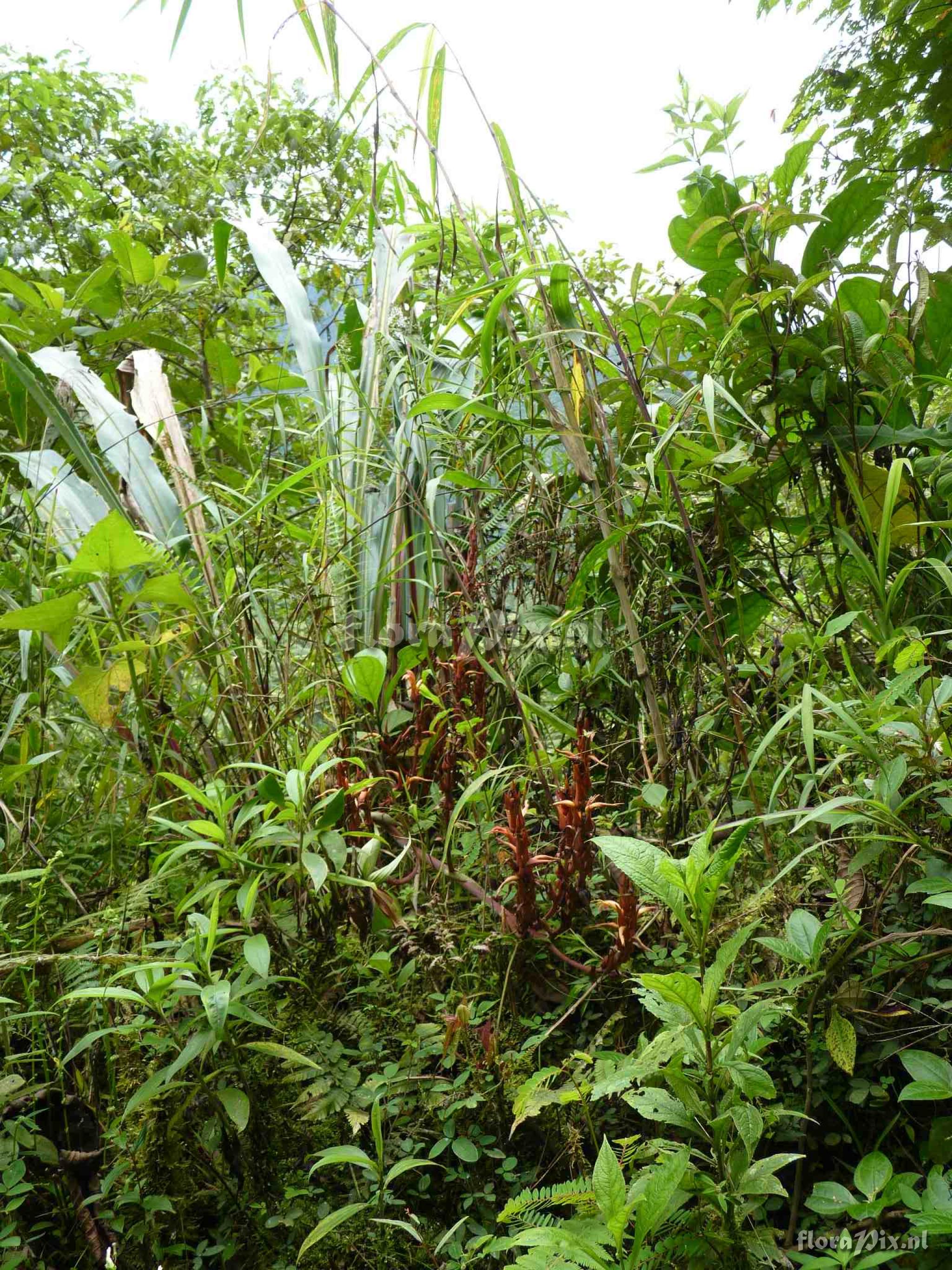 Pitcairnia sp