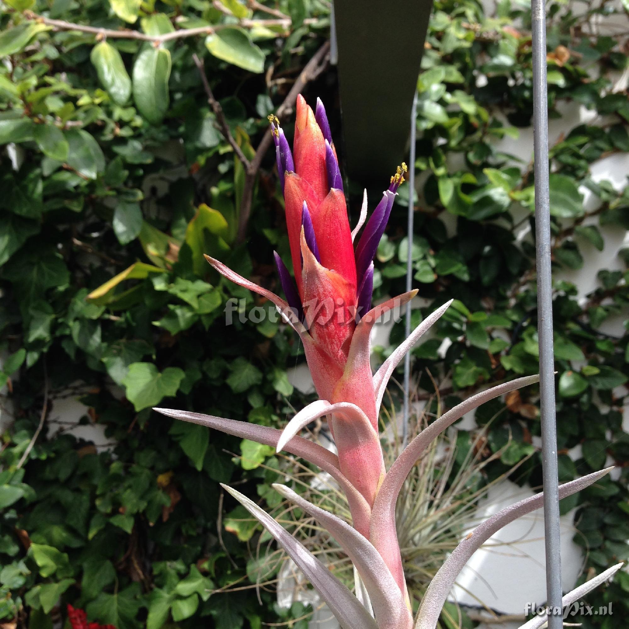 Tillandsia harrisii