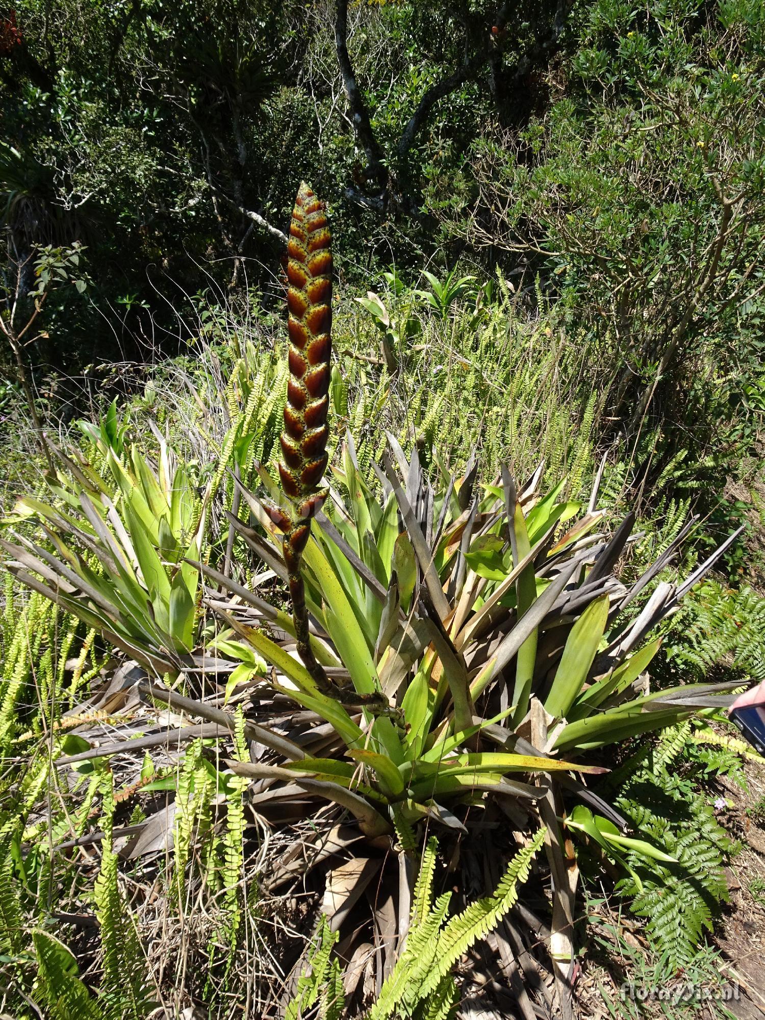 Vriesea pseudoatra?