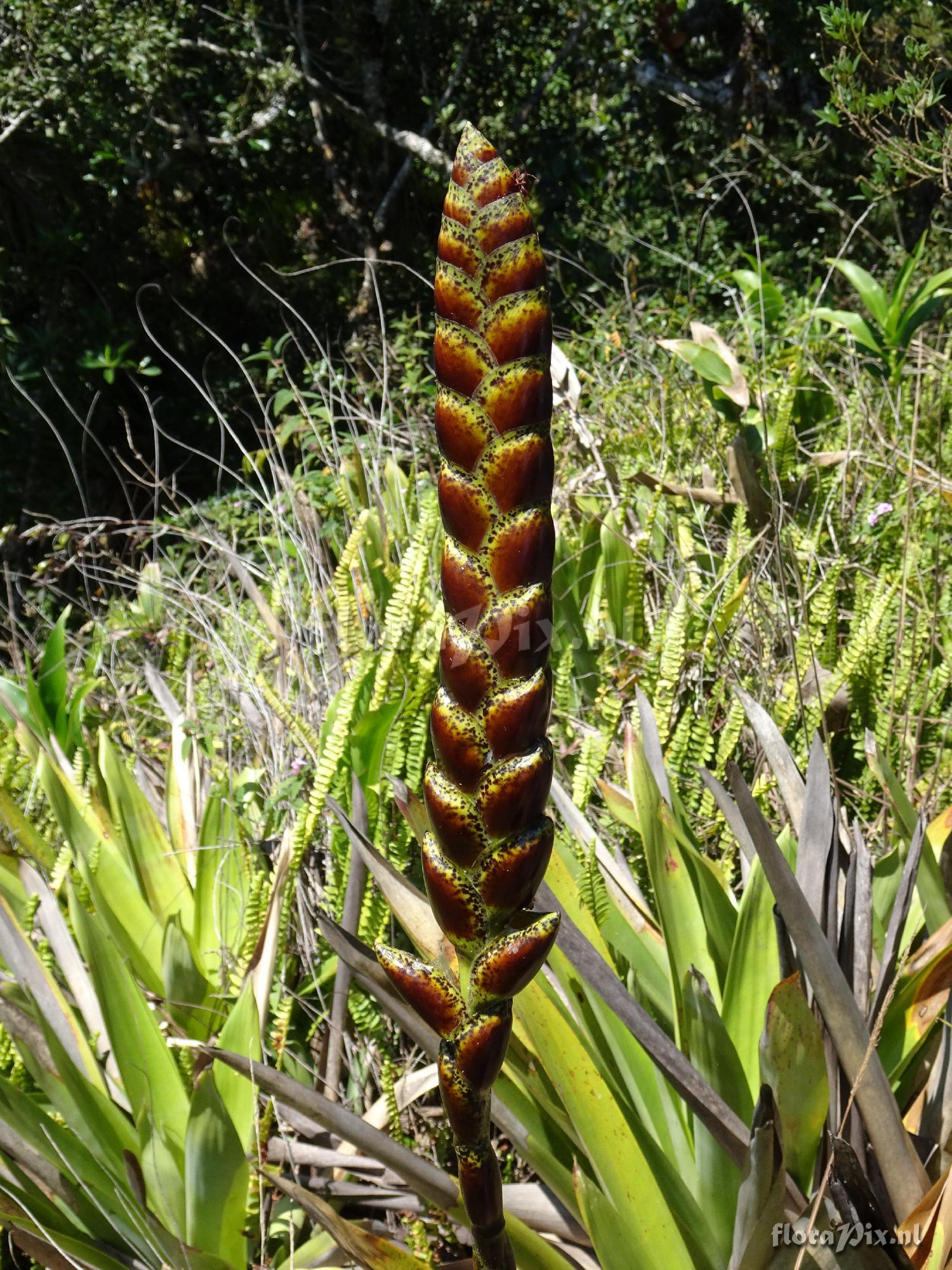 Vriesea pseudoatra?