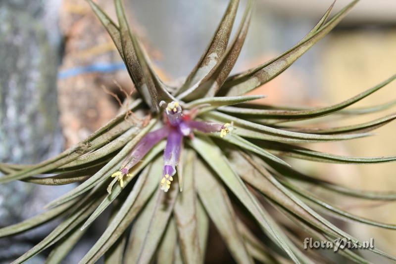 Tillandsia sp