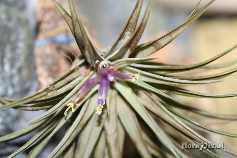 Tillandsia ?