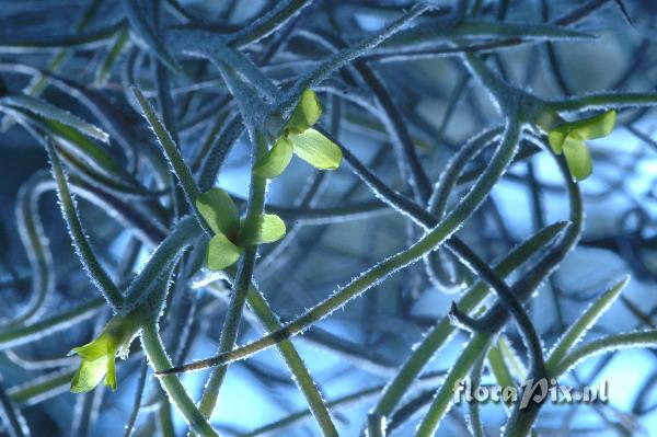 Tillandsia usneoides