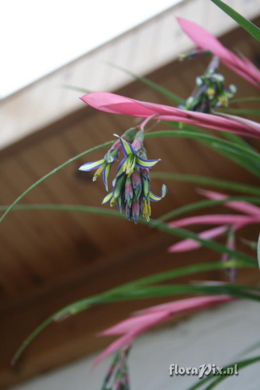 Billbergia Nutans